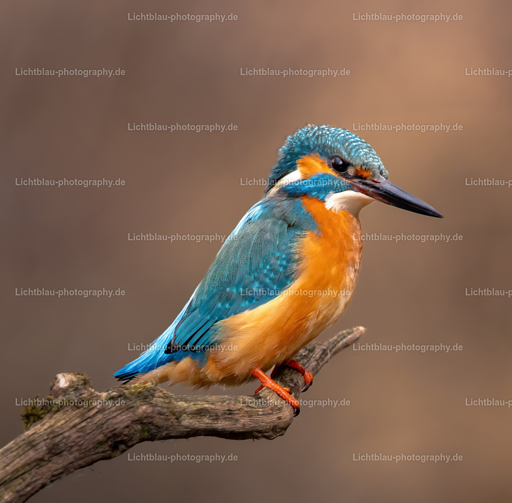 Eisvogel-18 | Hans-Bernd Lichtblau Photography. Finden Sie wunderschöne Fotografien aus Landschaft und Natur.  - Realisiert mit Pictrs.com