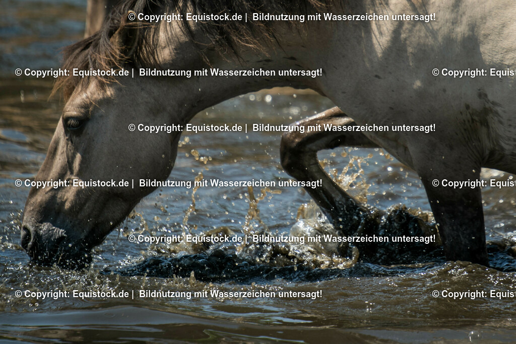 20150711_TOMsPiC_0199 | equistock