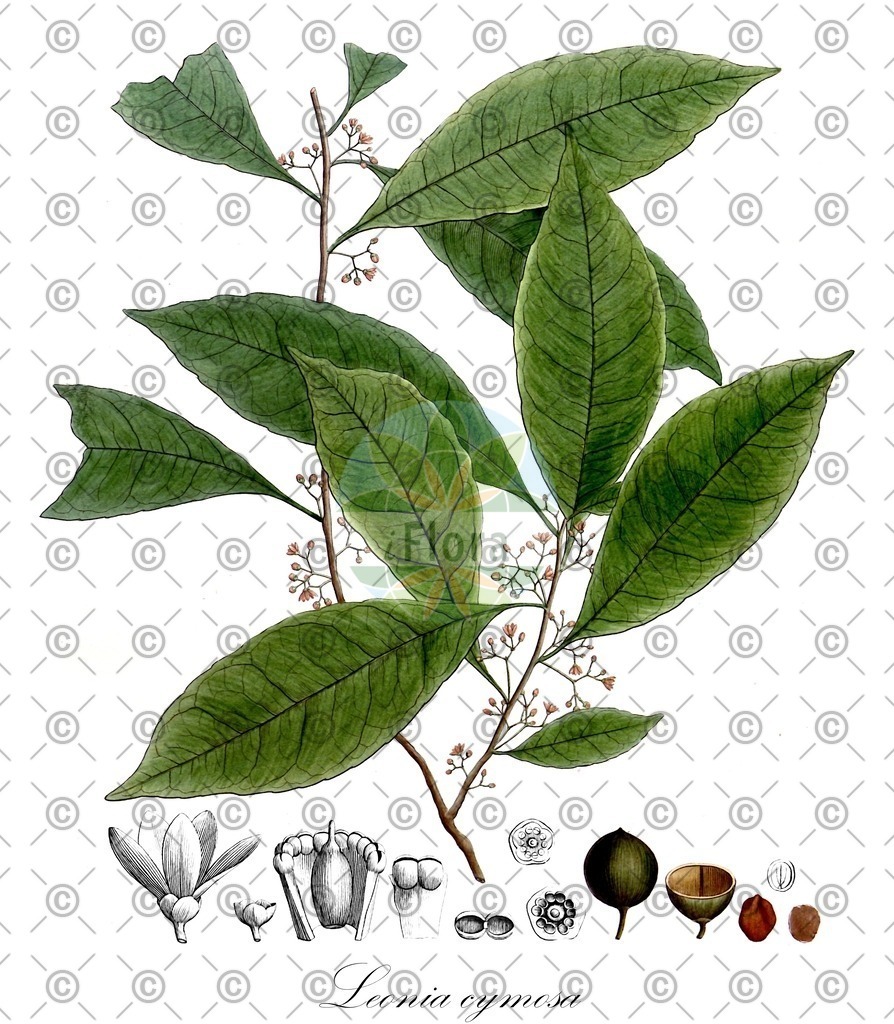 HistAbb_wfo-0001146519_1_ENZY_Simple | Historische Abbildung von Leonia cymosa - Violaceae | Historical Illustration of Leonia cymosa - Violaceae