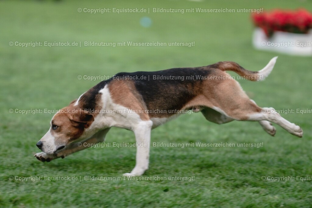 20230526_Pferdenacht_0536 | equistock
