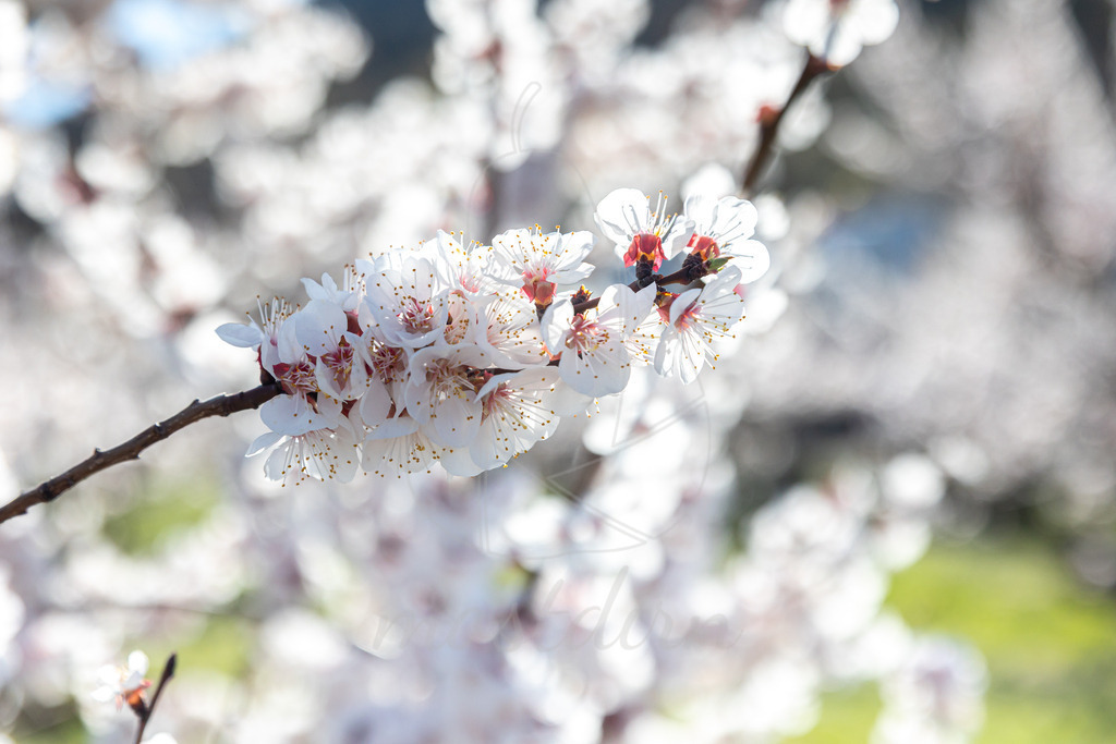Marillenblüte Wachau | Ihre Fotografin im Lungau, ihre Fotografin im Mostviertel, Wandbilder Onlineshop, Imagefotos für Ihr Unternehmen,  - Realisiert mit Pictrs.com