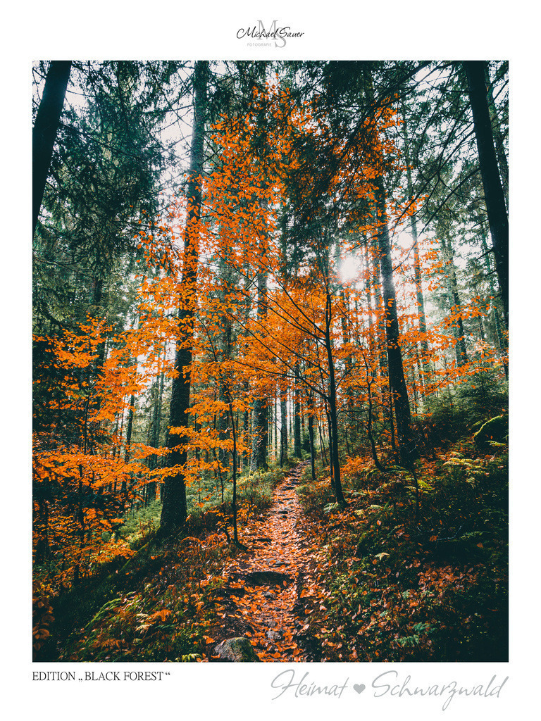 Edition "BLACK FOREST" | Motiv: Herbstlicher Schwarzwald am Rohrhardsberg bei Schonach. Die beliebtesten Fotografien aus dem Schwarzwald als signierte Sonderedition. Eine exklusive Wanddekoration für alle Liebhaber von traumhaften Schwarzwaldlandschaften. Hochwertige Wandbilder in brillanter Druckqualität auf Acrylglas, Alu-Dibond und Leinwand für Ihr Zuhause – inklusive rückseitige Aufhängung.
 - Realisiert mit Pictrs.com
