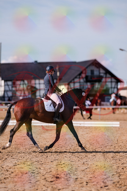 2026_10_03_Siefer-Hof_125507_Z81_43836524 | Professionelle Reitsport-, Turnier- und Eventfotografie von Robert Broda. Galerien mit ausgewählten und bearbeiteten Bildern direkt online ansehen und bestellen.