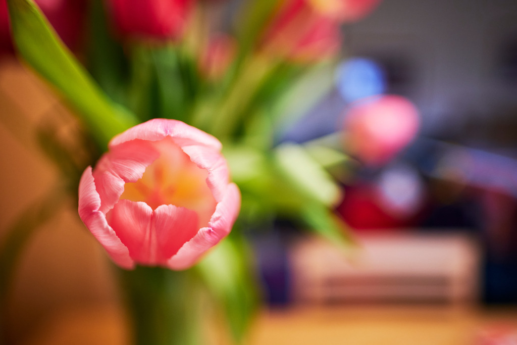 ein roter Tulpenstrauß im Wohnzimmer | Wien, Austria - February 09, 2021: ein roter Tulpenstrauß steht im Wohnzimmer. - Realisiert mit Pictrs.com