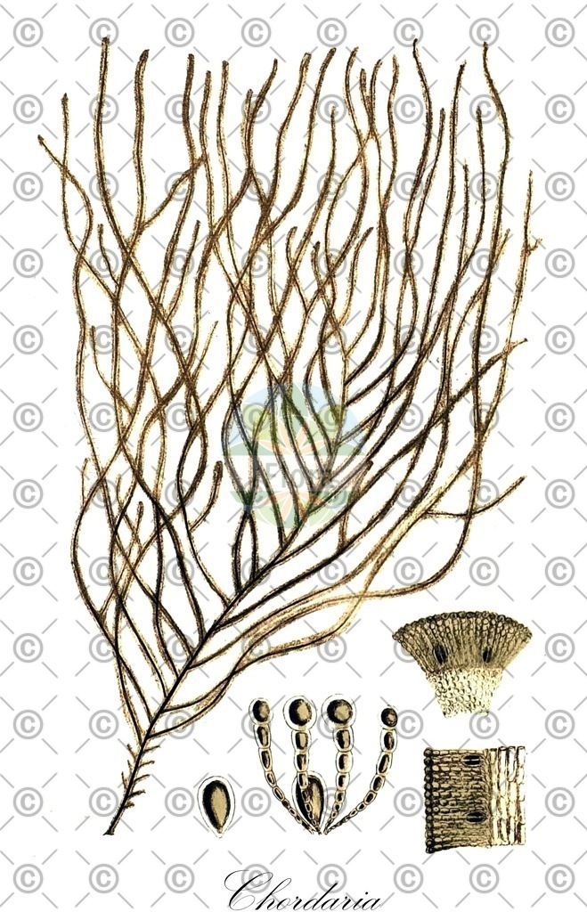 HistAbb_7NSS5_2_ENZY_Simple | Historische Abbildung von Chordaria - Chordariaceae (0) | Historical Illustration of Chordaria - Chordariaceae (0)