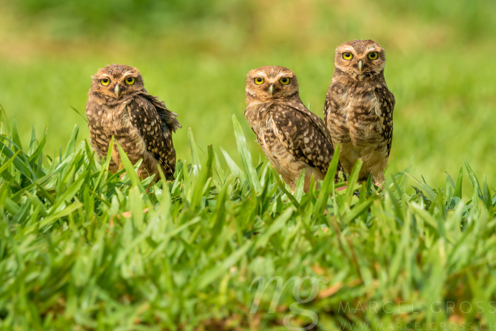 Kaninchenkauz-Familie nahe Iguazu, Brasilien | three awesome Burrowing owls near Foz de Iguazu. i discovered these guys while passing with a car. got back there the next morning and was able to take these pictures. - Realisiert mit Pictrs.com