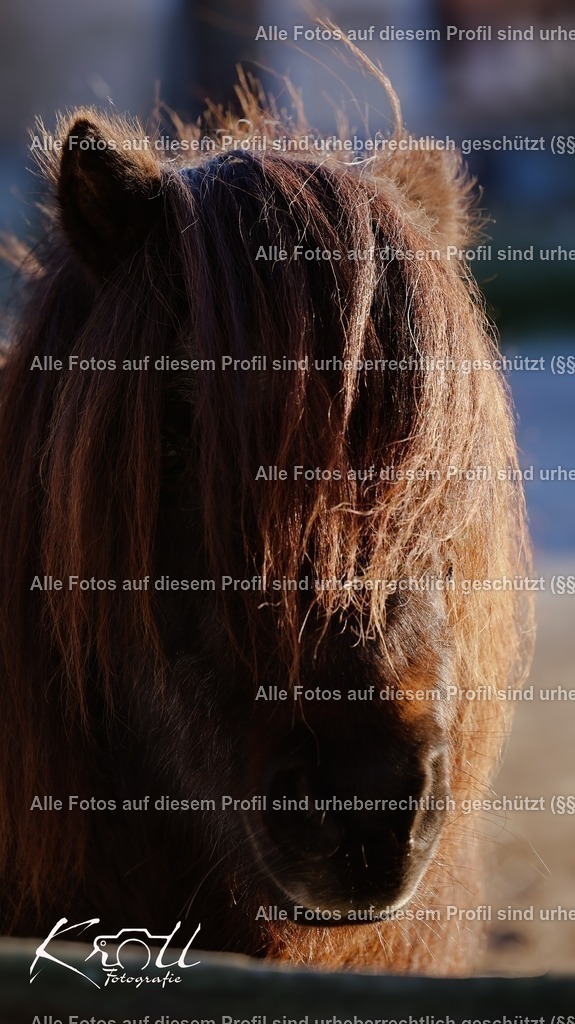 Photo_1733072911079 | krollfotografie - Realisiert mit Pictrs.com