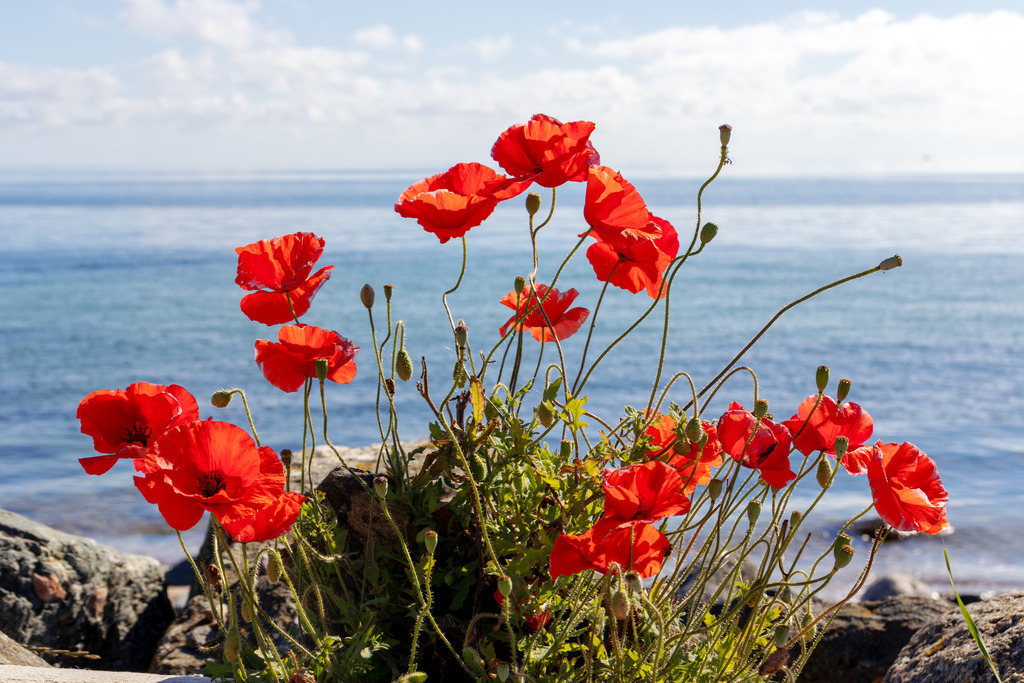 Wandbild: Mohnblumen an der Steilküste in Schönhagen | Dieses faszinierende Wandbild im Querformat zeigt leuchtend rote Mohnblumen, die an der schönen Steilküste in Schönhagen erblühen. Die prachtvollen Blumen im Vordergrund kontrastieren wunderbar mit dem ruhigen, blauen Meer und dem leicht bewölkten Himmel im Hintergrund. Die kräftigen Farben der Mohnblumen und das sanfte Blau des Meeres schaffen eine harmonische und beruhigende Atmosphäre.Das Kunstwerk ist in verschiedenen Formaten erhältlich, darunter Alu, Leinwand, Acrylglas, FineArt-Papier und als Akustikbild, sodass es perfekt in jeden Einrichtungsstil und Raum passt. - Realisiert mit Pictrs.com