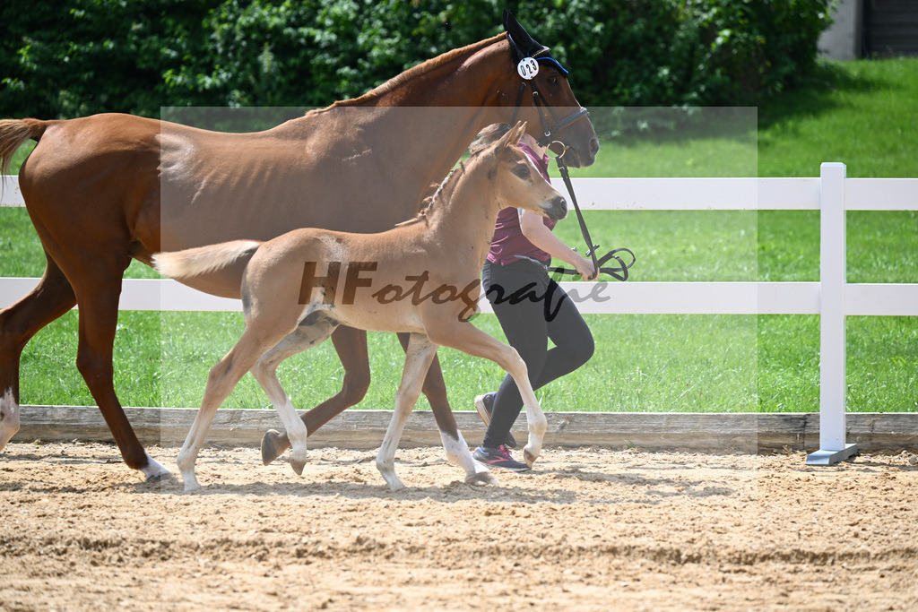 Kat-Nr. 23 Valenziano x Unbekannt_Ganswindt_27140711 | hf-fotografie - Realisiert mit Pictrs.com