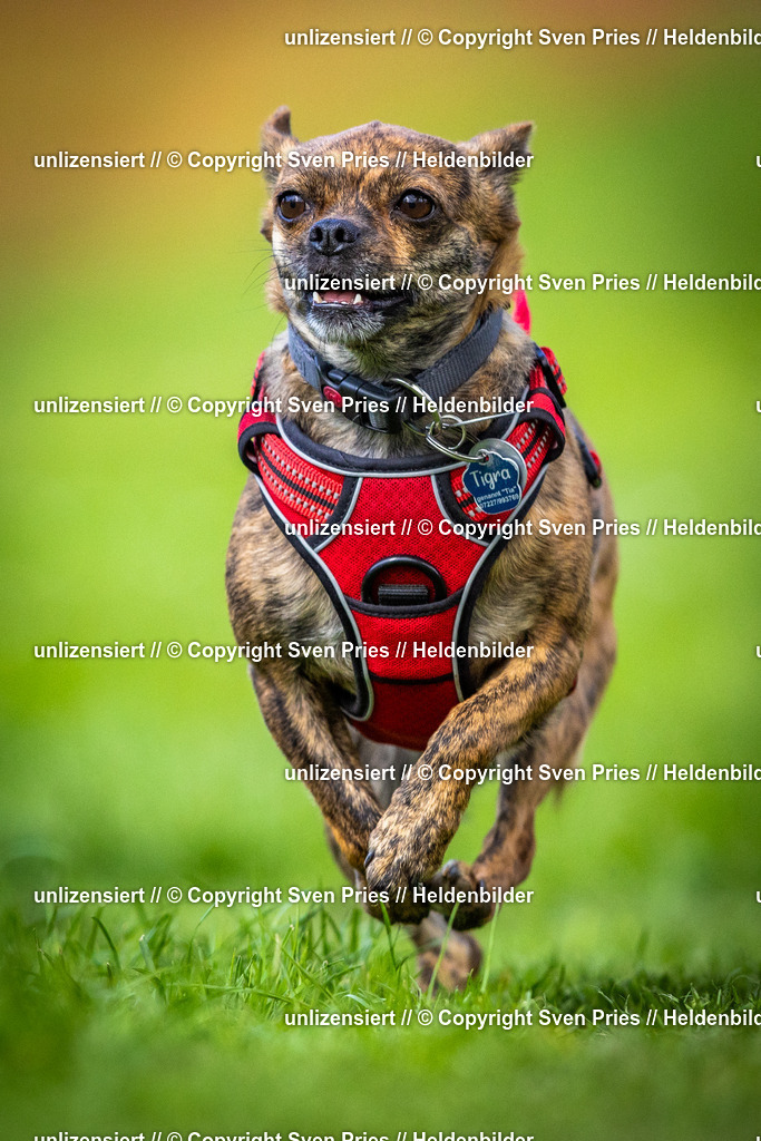 Sven Pries | 2025-04-13 - Hunderennen Baden-Baden - Realisiert mit Pictrs.com