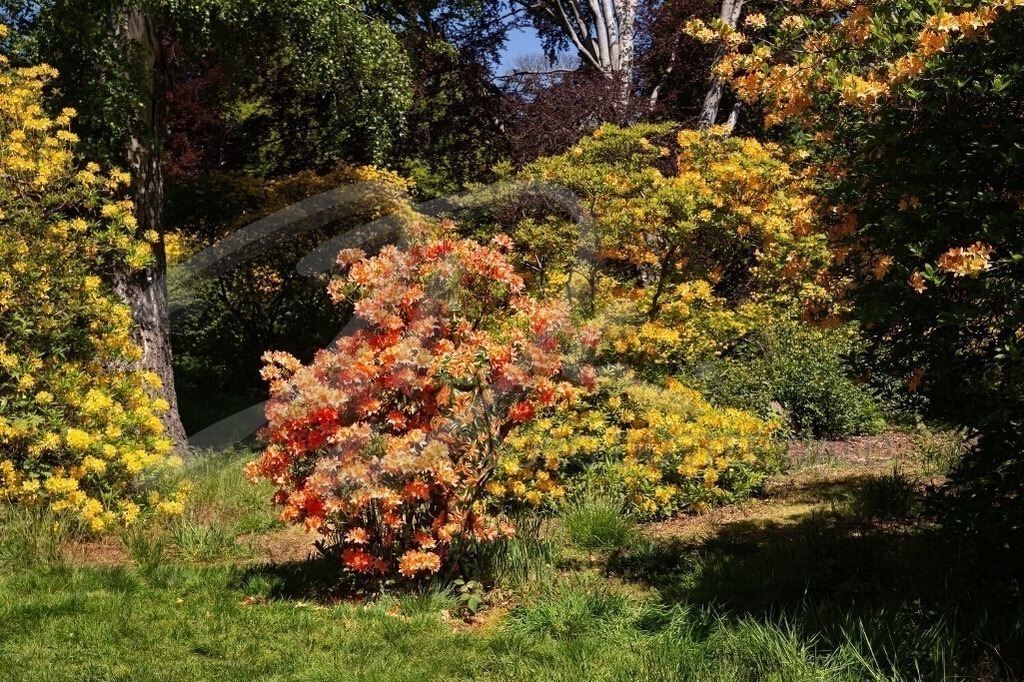 NatureArt-PARKFRÜHLING_3744 | Orangenes Modell im Park | #004 | Modell: Lena | Foto: Dirk Ludwig - Realisiert mit Pictrs.com