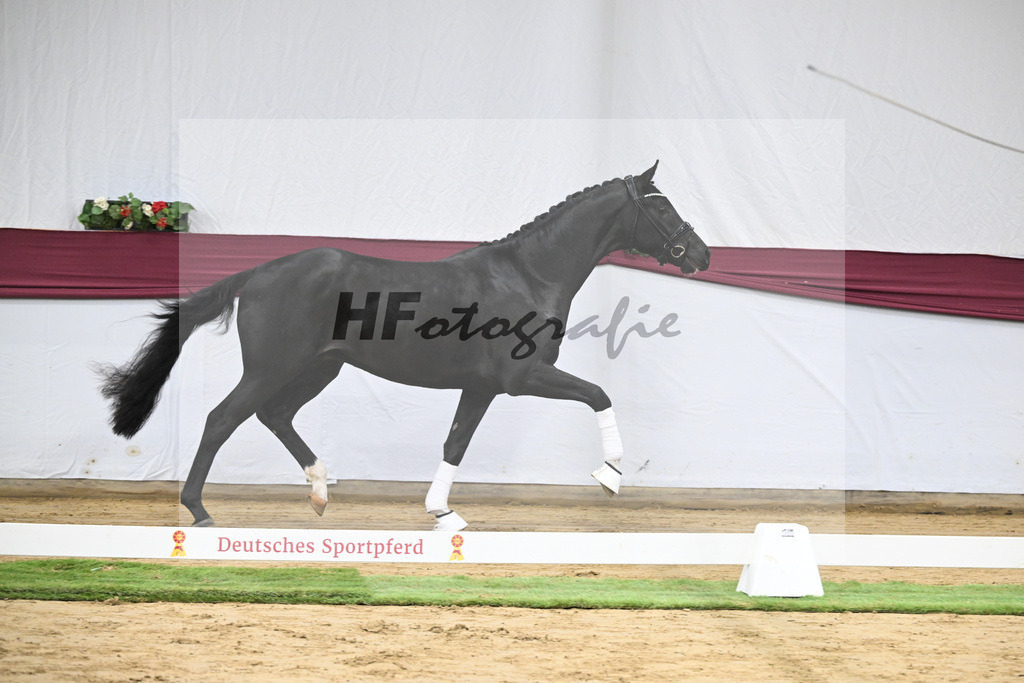 Kat-Nr. 58 Feliciano x San Amour I_Ida Vavrikova_47252174 | hf-fotografie - Realisiert mit Pictrs.com