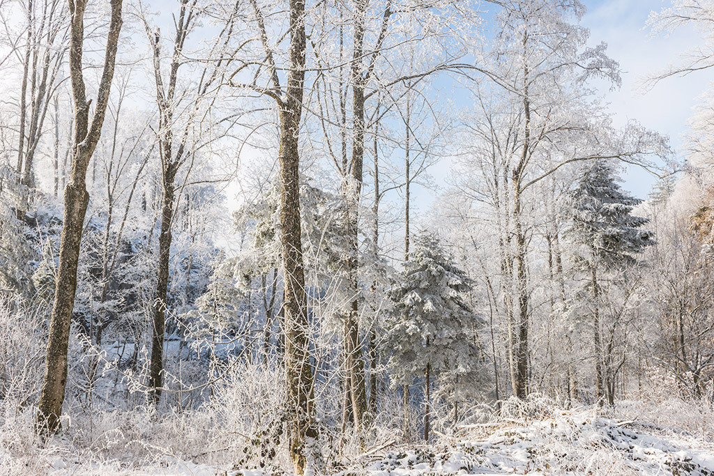 Verschneite Bäume | im Winter. - Realisiert mit Pictrs.com