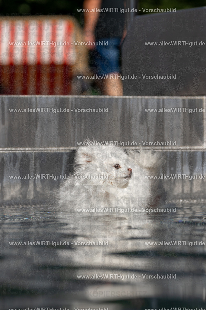 Hundeschwimmen_Volksbad_2026-allesWIRTHgut_Tierfotografie-2609061252-FAY06593 | Professionelle Tierfotografie in Mönchengladbach von Daniel Wirth (allesWIRTHgut). Liebevolle & natürliche Bilder von Hunden & Katzen für unvergessliche Erinnerungen.