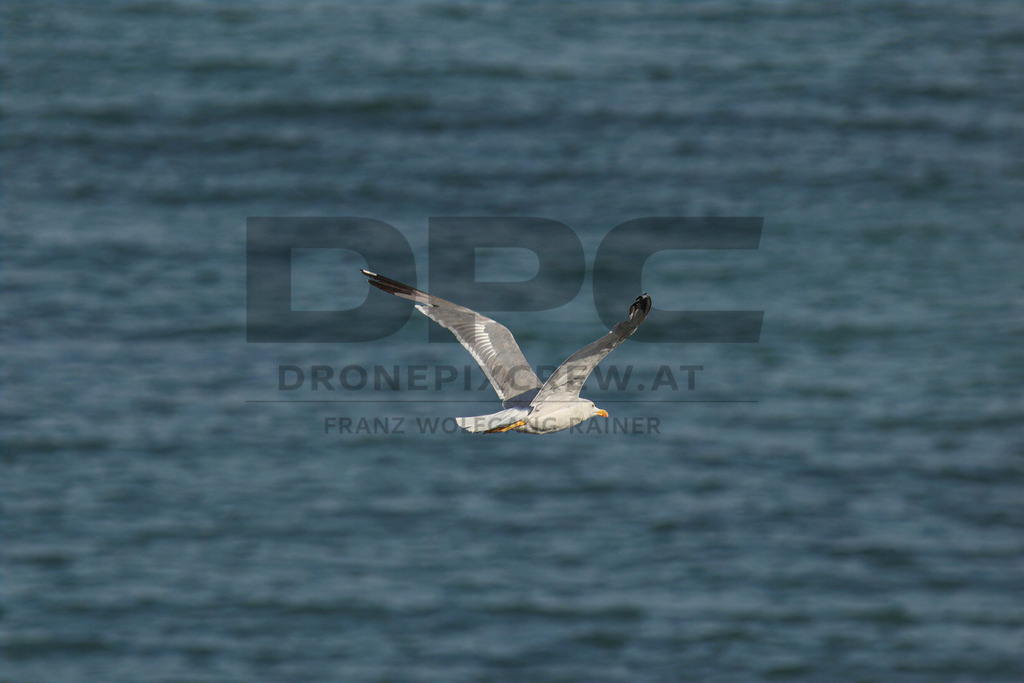Yellow-legged Gull (Larus michahellis) | Yellow-legged Gull (Larus michahellis), a large gull species commonly found along Mediterranean coasts, rocky shorelines, harbours and coastal areas. - Realisiert mit Pictrs.com