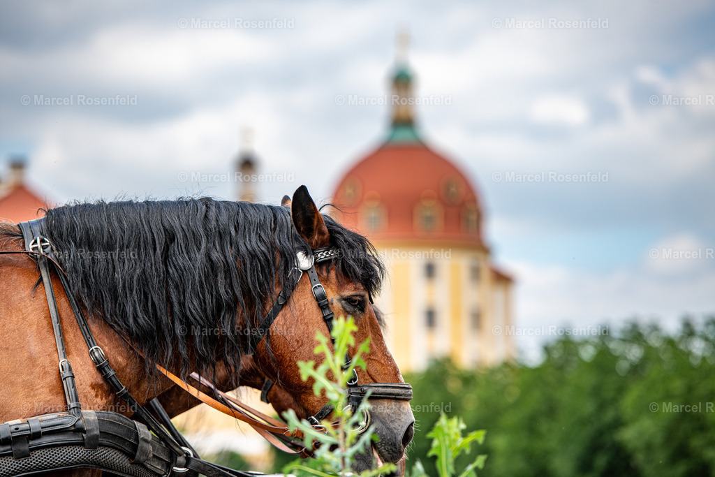 _DSC5544 | foto-rosenfeld