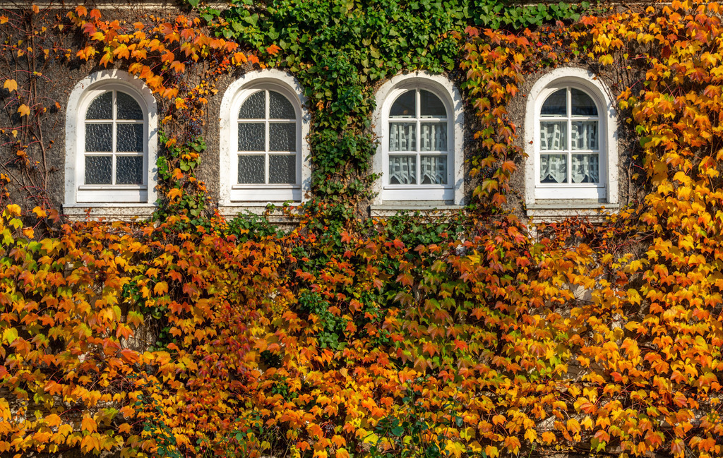 JT-201114 | Efeu Fassaden in Siedlung Margarethenhöhe, im Herbst, unter Denkmalschutz stehende Gartenstadt Siedlung, gebaut von 1906 bis 1938,  Essen, Deutschland - Realisiert mit Pictrs.com