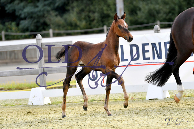 14 DE433330400923 FRE Federer - San Riant - Florencio I_DSC_0010 Kopie | <meta name="description" content="★Offizieller Merchandise und Foto-/Videostore des Oldenburger Verbandes.★ ✅Jetzt auch digital Ausdrucke erhältlich." />
<meta name="keywords" content="Merchandise Foto-/Videostore Oldenburger Verband Photographie 