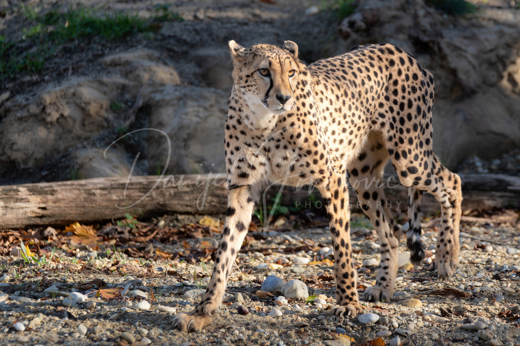 Gepard | Schöner Gepard im Sonnenlicht
