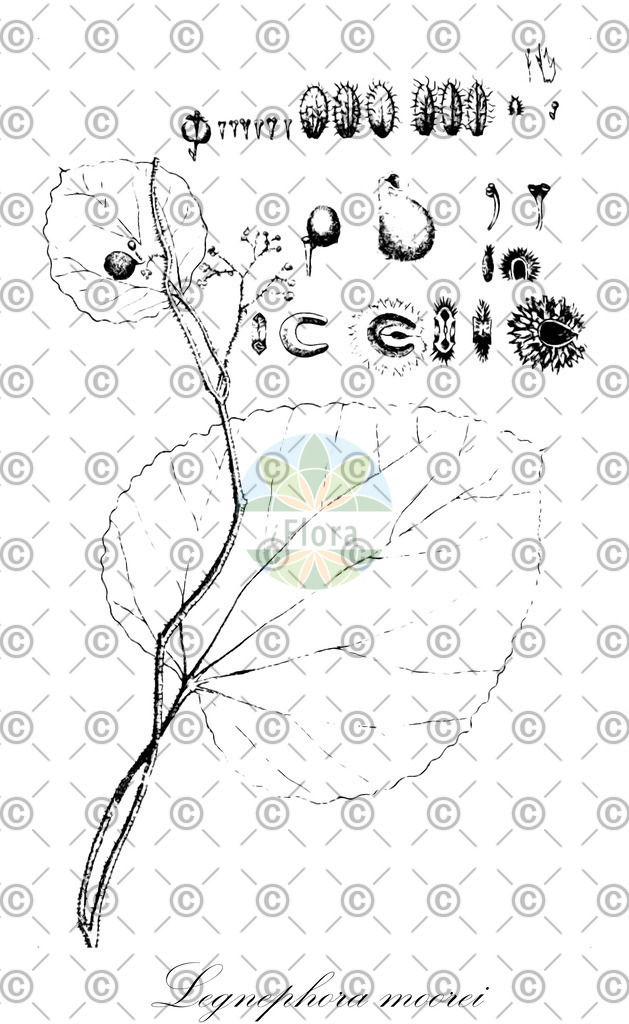 HistAbb_wfo-0001063209_1_ENZY_Simple | Historische Abbildung von Legnephora moorei - Menispermaceae | Historical Illustration of Legnephora moorei - Menispermaceae