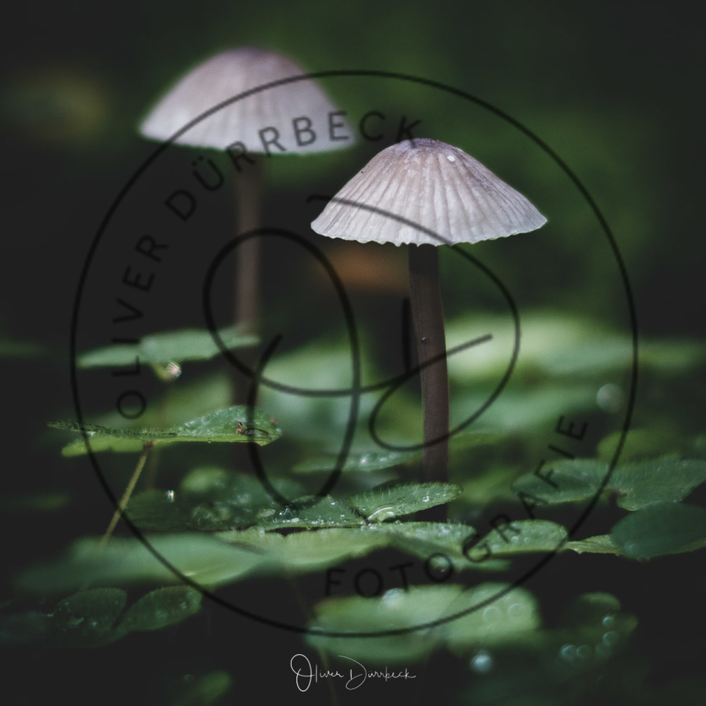 natur-pilze-02 | Shop für Kindergartenfotografie und andere Fotoprodukte von Oliver Dürrbeck Fotografie. - Realisiert mit Pictrs.com