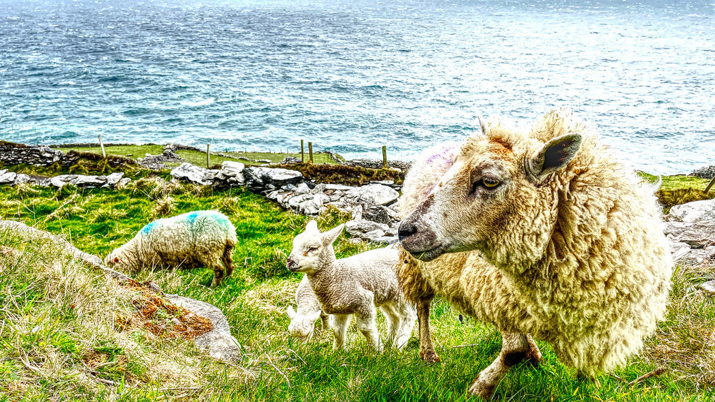 Sheeps and Lambs on Slea Head Drive_ Co Kerry | www-pimpup-me - Realisiert mit Pictrs.com