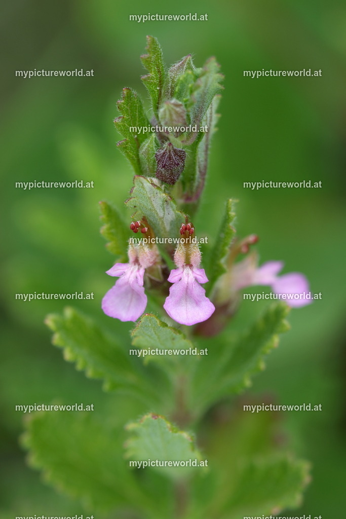 Edel-Gamander-005 | Das Bilderarchiv über Tiere, Planzen und Landschaften. In der Bilddatenbank finden Sie ein große Auswahl an hochwertigen Bilder für Ihre Werbung - Realized with Pictrs.com