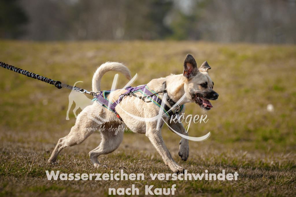 0932_ZZ99412 | kk-dogfotos