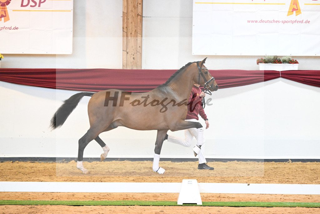 Kat-Nr. 35 v. Imposantos_Dusak_66222074 | hf-fotografie - Realisiert mit Pictrs.com