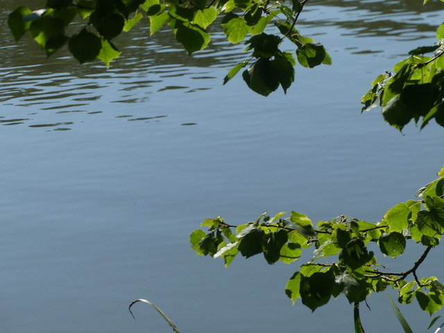 Schwarzerle 1 | Verkauf von Fotos und  Videoclips zumThema Natur.Motive sind Pflanzen, Tiere, Landschaftenund Wetter - Realisiert mit Pictrs.com