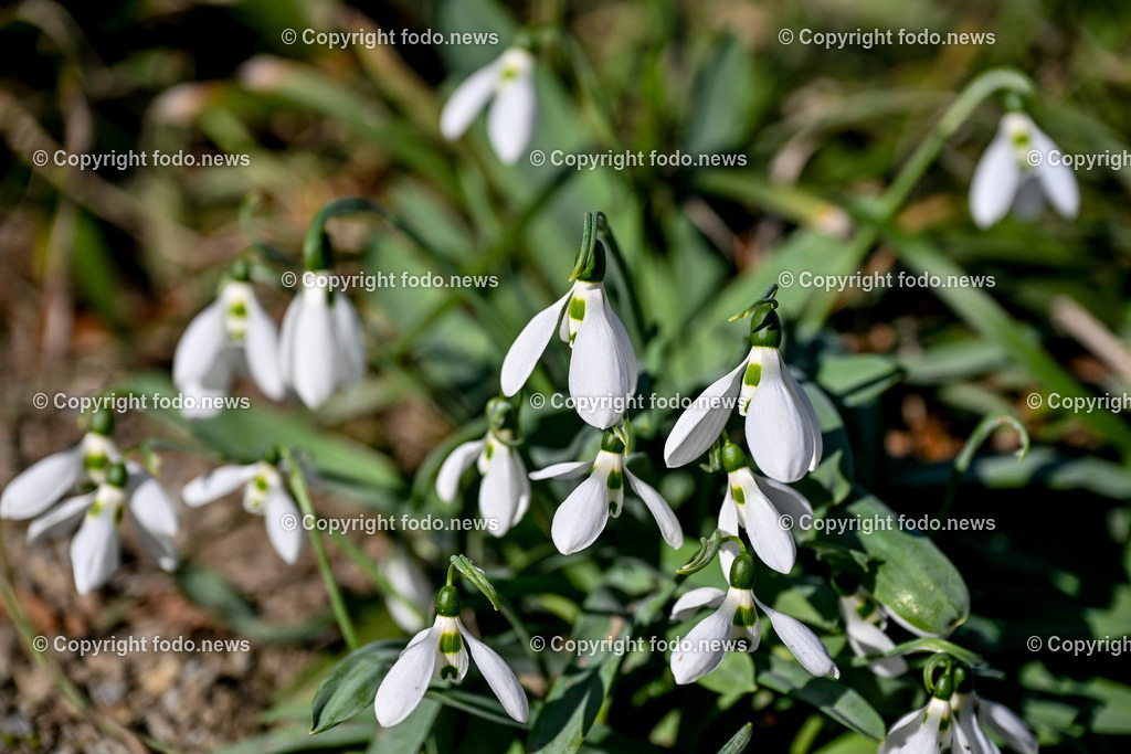 Fruehling_ Blumen_ Fruelingsboten_ 20.02.2025-6 | 20.02.2025, Linz, AUT, Fruehling, Blumen, Fruehlingsboten, im Bild Frühling, Blumen, Frühlingsboten, Fruehling, Fruelingsboten, Schneeglöckerl, Schneegloeckerl, Schneeglöckchen, Schneegloeckchen,  Blütenpflanze, Vorfrühling