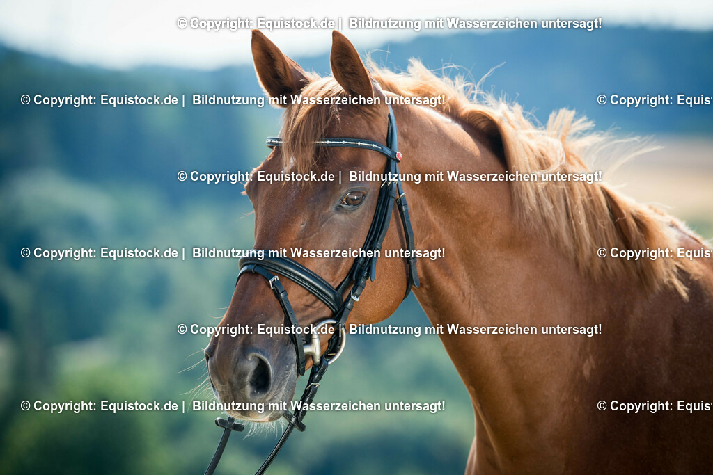 20150806_fischer_Takinou_0002 | equistock