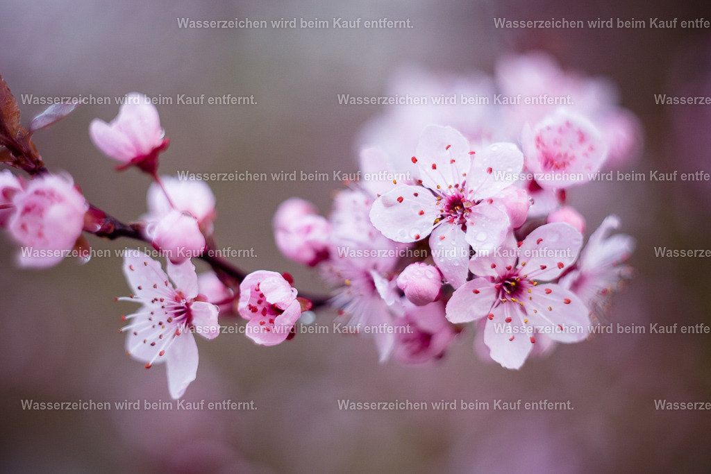 Jeder Moment ist vollkommen | Die Botschaft zum Bild lautet: Auch dieser Moment ist vollkommen. Spüre in dir die Vollkommenheit, spüre in dir das Vertrauen zum Universum, zu deinem Leben. Du bist vollkommen, und das Leben entfaltet sich in vollkommener Weise.