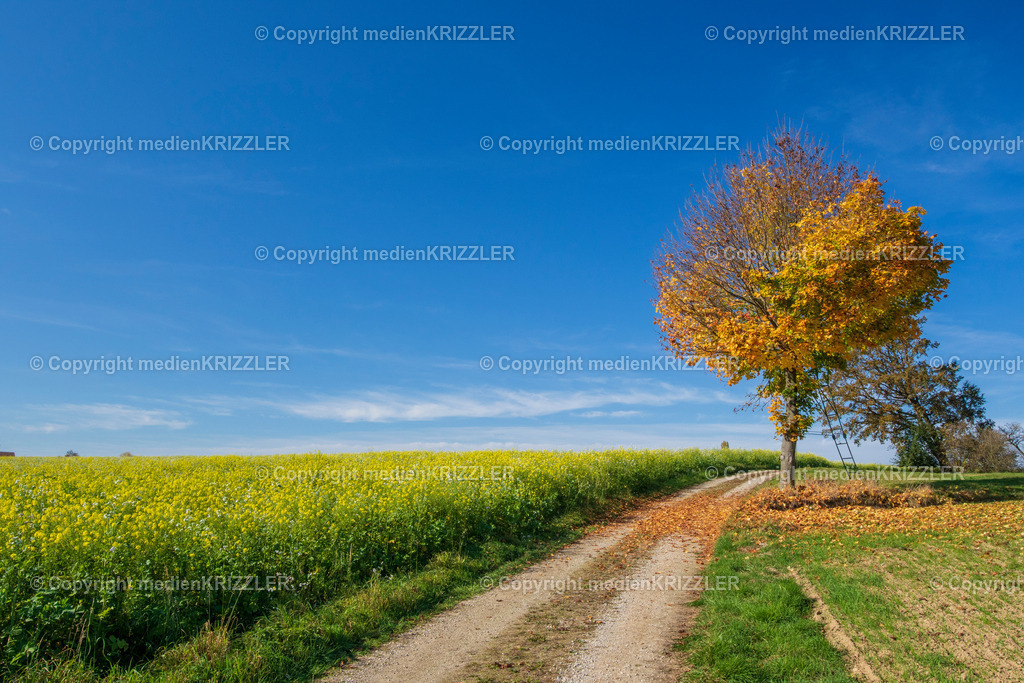 _07A9467 | Blätterfall im Herbst - Realisiert mit Pictrs.com