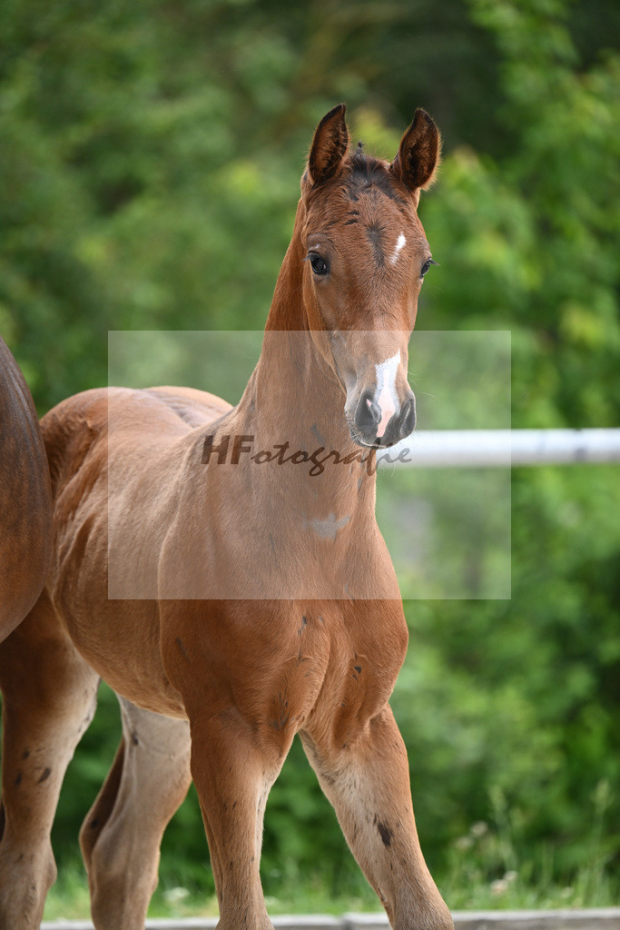 Conthalou x Catoki_HF_Lanzinner_20240839 | hf-fotografie - Realisiert mit Pictrs.com