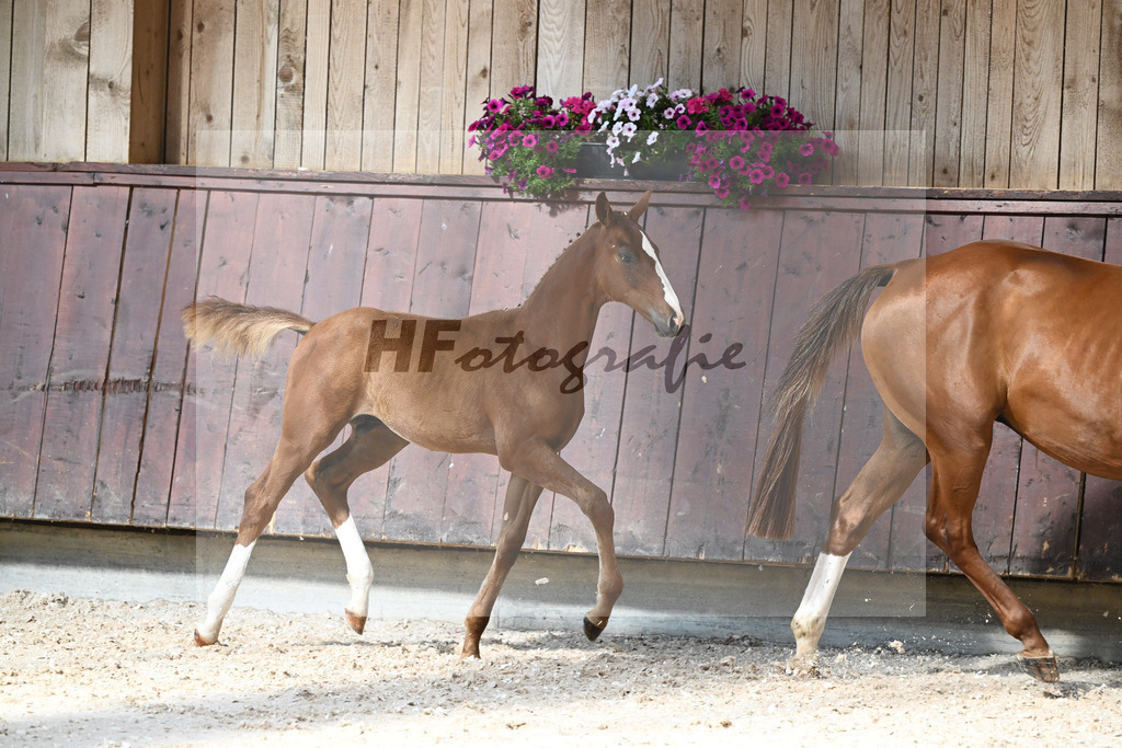 Kat-Nr. 14 HF Von UNd Zu x Locksley III_Schindele_32240232 | hf-fotografie - Realisiert mit Pictrs.com