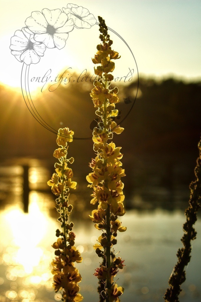 IMG_6566-01 | only.this.little.world - Realisiert mit Pictrs.com