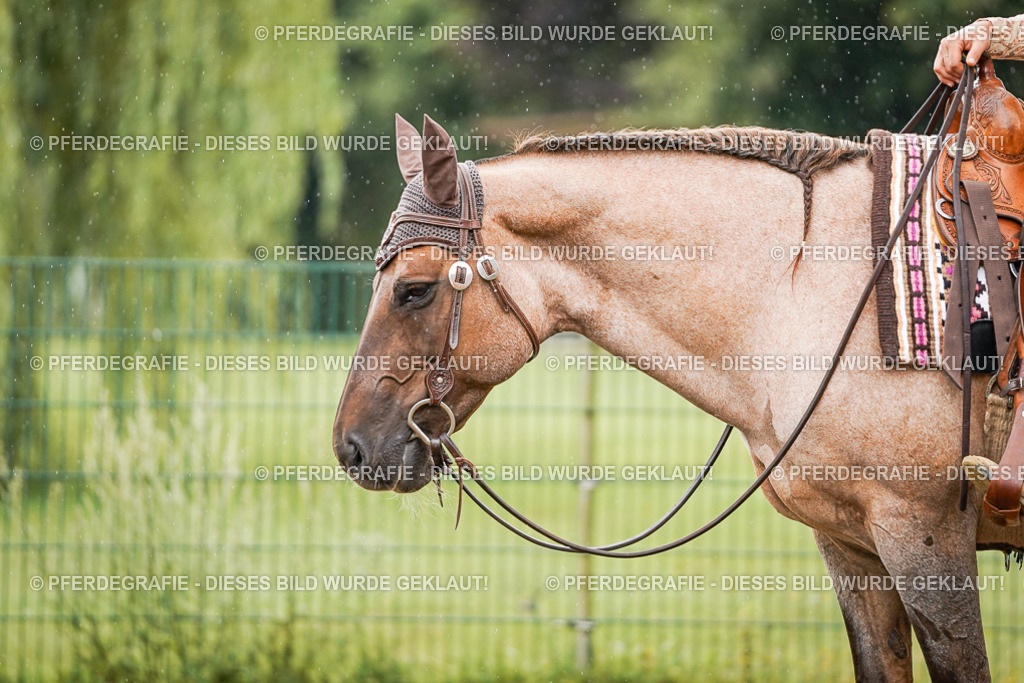 DSC04512 | Pferdegrafie