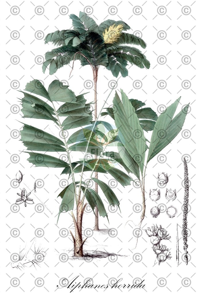 HistAbb_wfo-0000932318_2_ENZY_Simple | Historische Abbildung von Aiphanes horrida - Arecaceae | Historical Illustration of Aiphanes horrida - Arecaceae