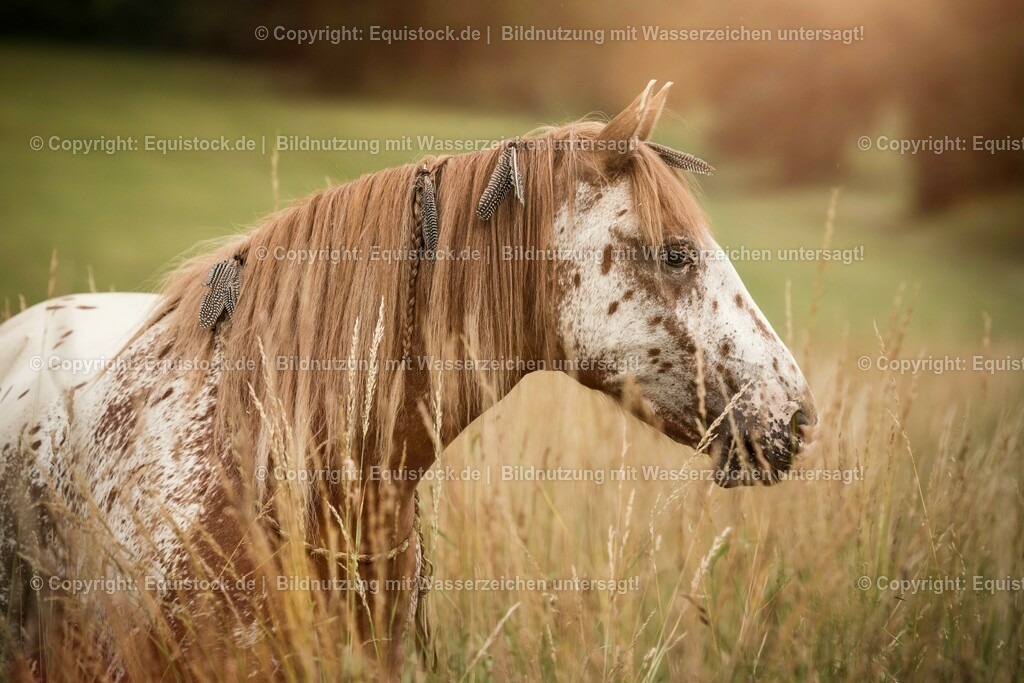 20150627_TOMsPiC_0186 | equistock