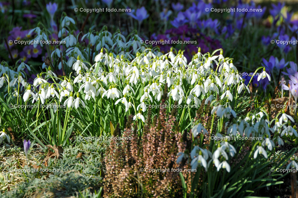Frühling_ Blumen_ Frühlingsboten_ 28.03.2022-2 | 28.03.2022, Linz, AUT, Fruehling, Blumen, Fruehlingsboten, im Bild Schneegloeckchen, Schneeglöckchen