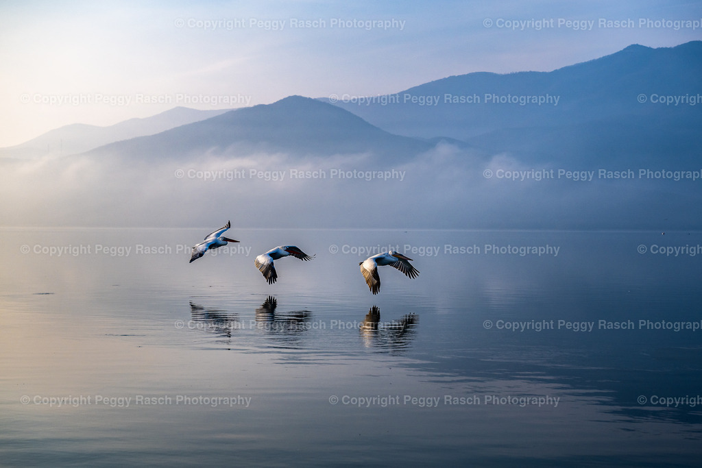 Pelikane_groß_Z9_1 (150 von 257) | PeggyRaschPhotography - Realisiert mit Pictrs.com