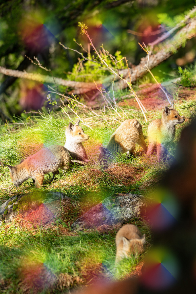 20230603-7J9A6220 | FineArtPrint, Hahnemühle, FeeGalerie, Fee Galerie, Fotokunst, Fotografie, Canonphotography, Bergfoto, Matterhorn, Rimpfischhorn, Allalinhorn, Saas-Fee, Wallis, Valais, Switzerland, Bergfotografie