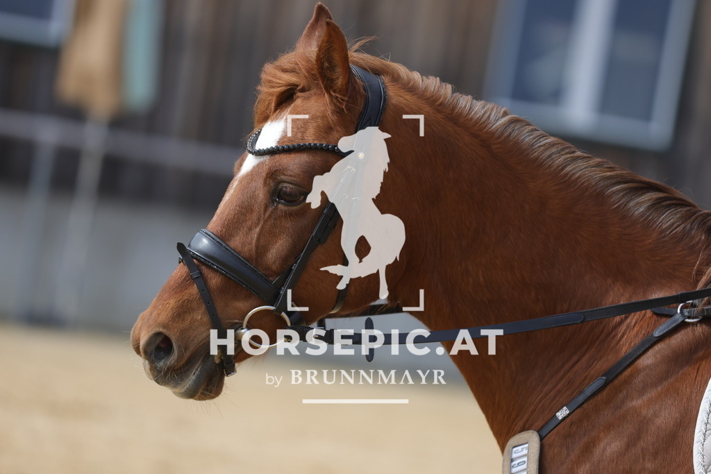 0P6A9249 | Willkommen bei Brunnmayr - Design & Fotografie – Ihrem Spezialisten für Reitturniere und Pferdeveranstaltungen in Oberösterreich, Salzburg und Bayern! Seit über 17 Jahren sind wir leidenschaftlich dabei.