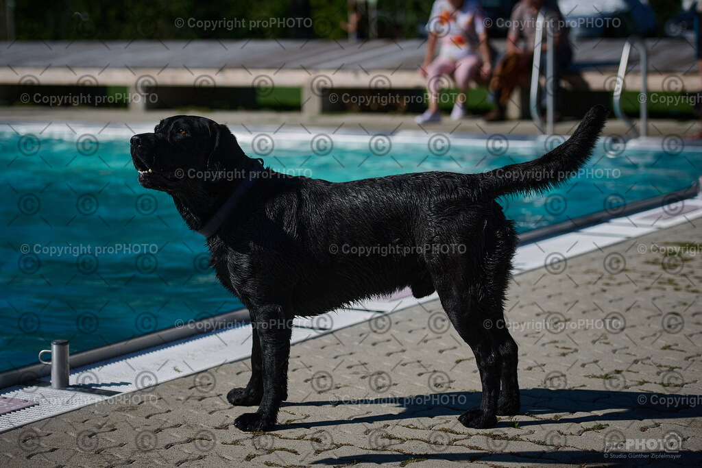 225_202509_4Hundebadetag_NZ9_2884 | proPHOTO - Realisiert mit Pictrs.com