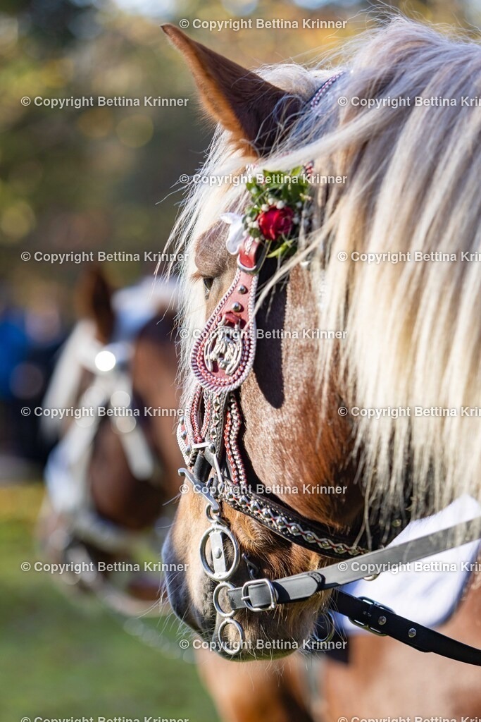 LL24-264 | foto-bettina-krinner - Realisiert mit Pictrs.com