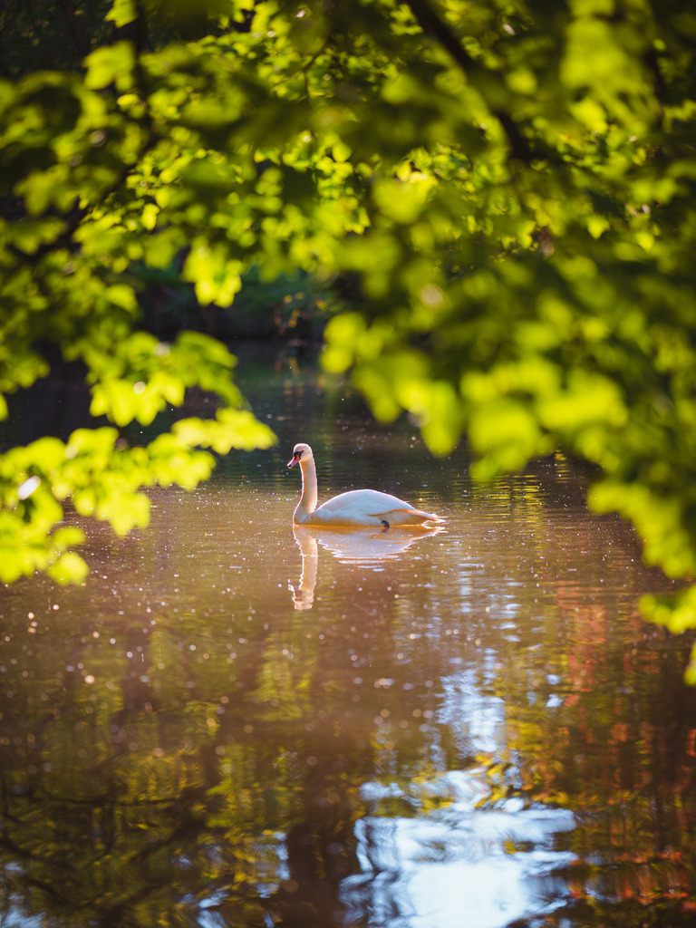 Bürgerpark | Entdecke exklusive Fotokunst aus Braunschweig: Bildband, Leinwände, Postkarten, Kalender, digitale Downloads & Bildlizenzen. Jetzt im offiziellen Beautiful Braunschweig Shop! - Realisiert mit Pictrs.com