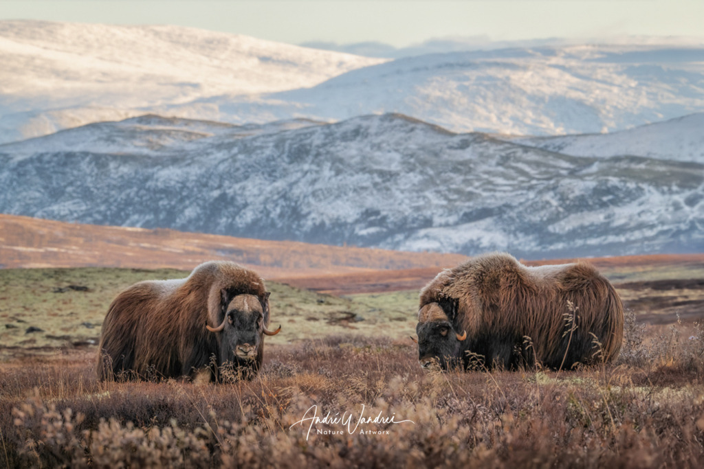 Zwei Rivalen | Andre Wandrei - Nature Artworx - Realisiert mit Pictrs.com