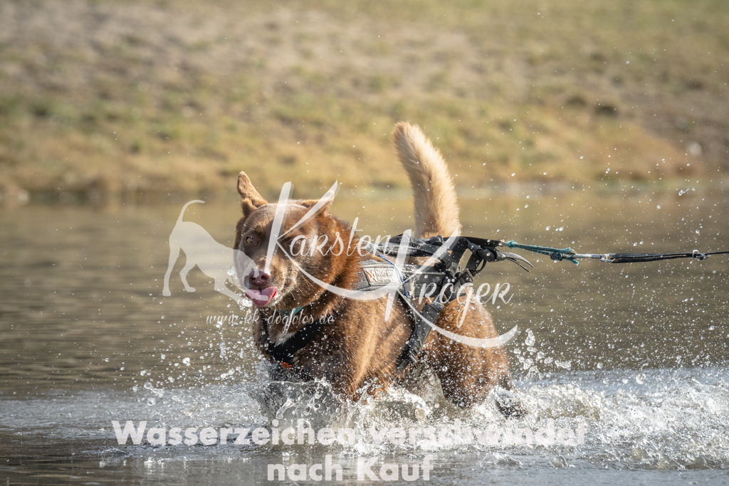 1038_ZZ98717 | kk-dogfotos