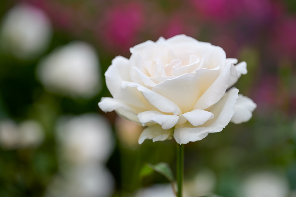 beetrose-memoire-vb | Entdecken Sie hochwertige Kunstdrucke im Online-Shop von Rainer Plett. Die Fotografien umfassen norddeutsche Landschaften, Blumen, Tiere, Natur und Sehenswürdigkeiten. Erfreuen Sie sich an auserlesenen Motiven aus Schleswig-Holstein und Hamburg. - Realisiert mit Pictrs.com